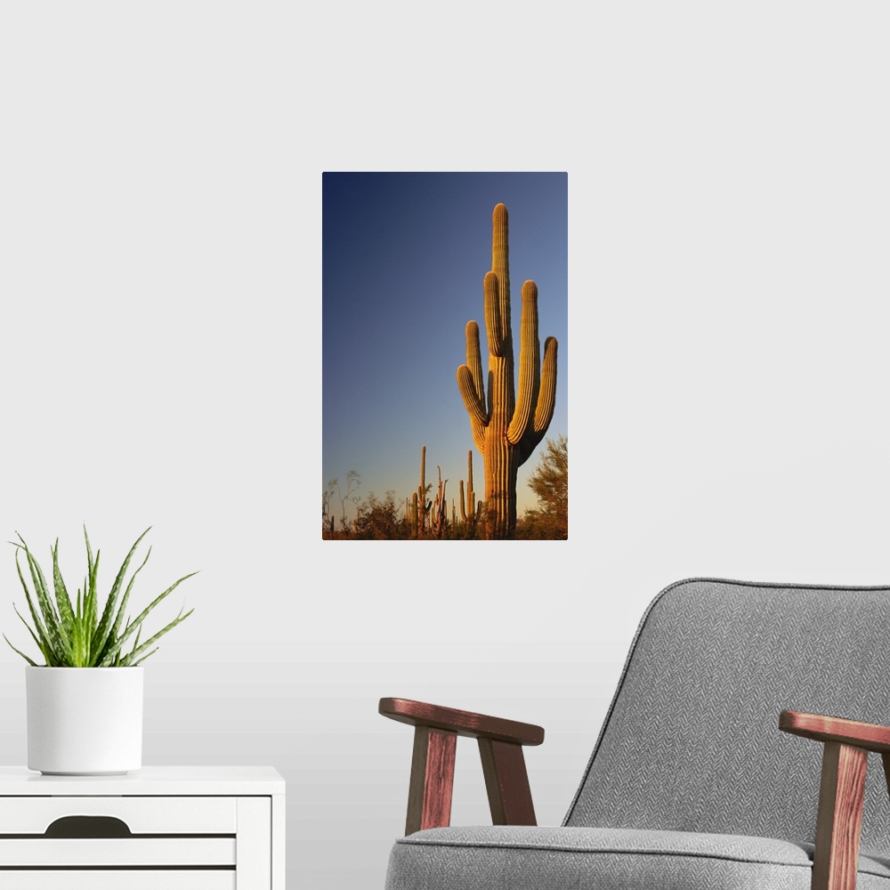 A modern room featuring Giant Seguaro Cactus, Organ Pipe Nat'l. Monument, AZ, USA