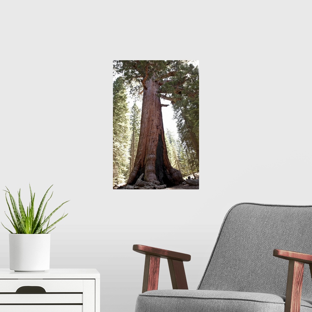 A modern room featuring Giant Sequoia in Mariposa Grove in Yosemite National Park.