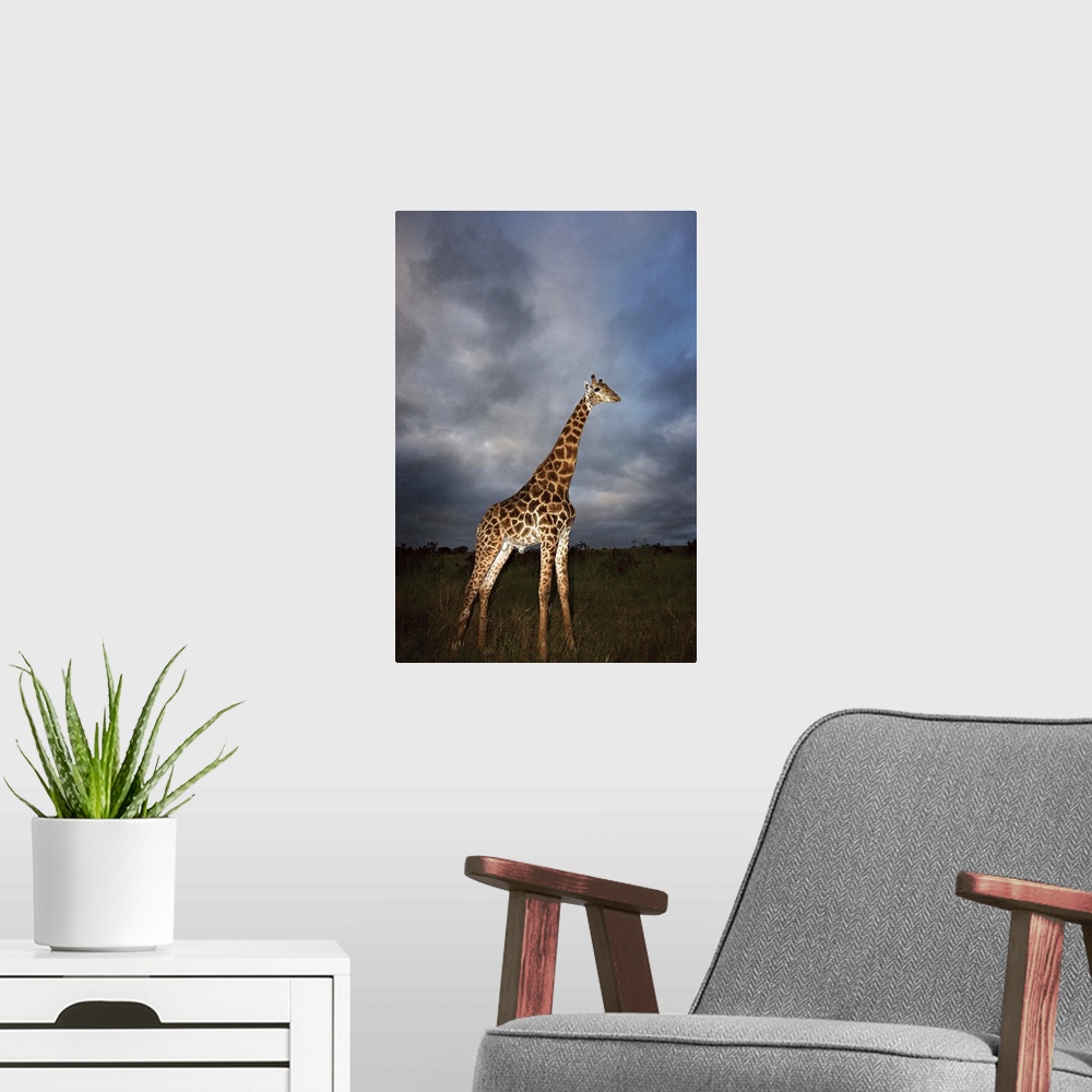 A modern room featuring Giraffe (Giraffa camelopardalis) in dramatic light, Kruger National Park, Mpumalanga Province, So...