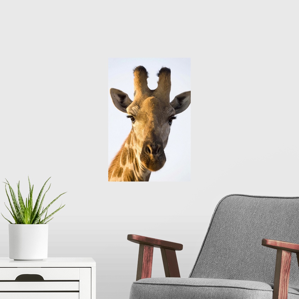 A modern room featuring Giraffe (Giraffa camelopardalis) portrait, Imire Safari Ranch, Harare Province, Zimbabwe