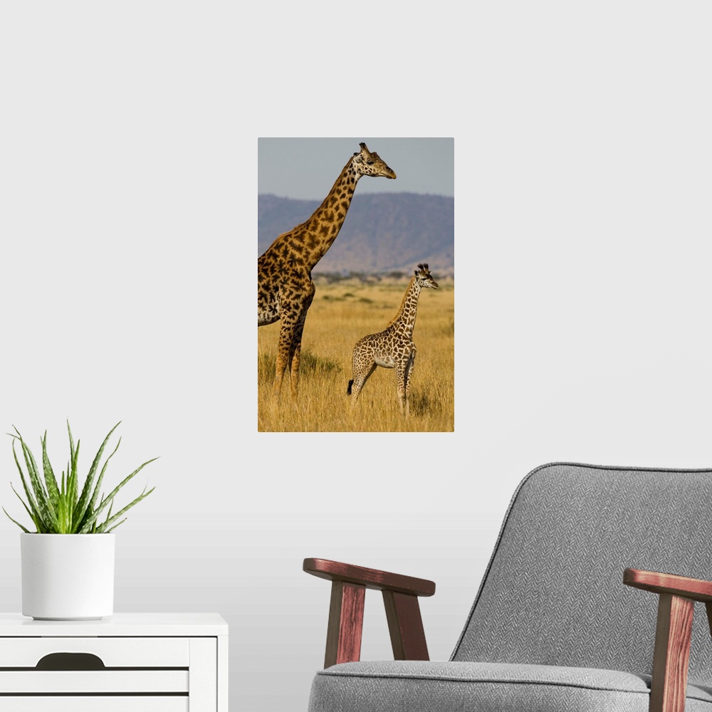 A modern room featuring Giraffe Mother And Baby Giraffe On The Savanah Of The Masai Mara, Kenya Africa