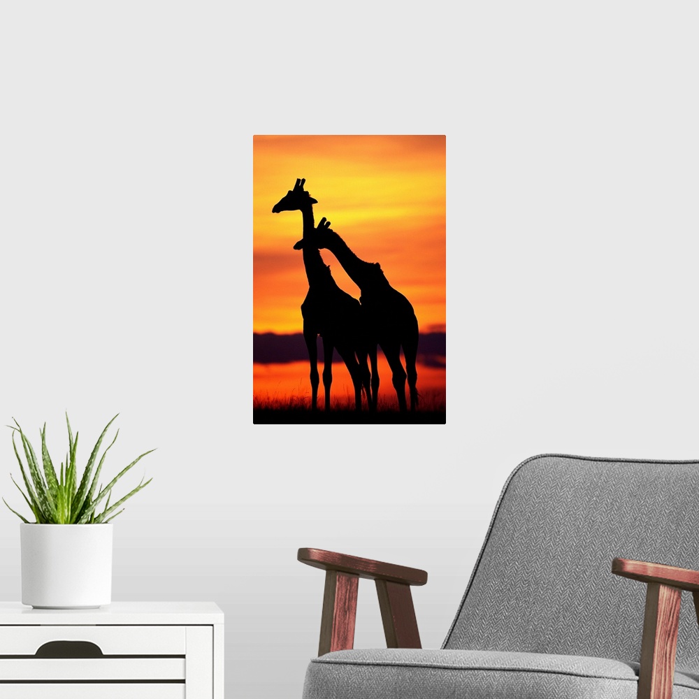 A modern room featuring Giraffes Silhouettes At Sunset
