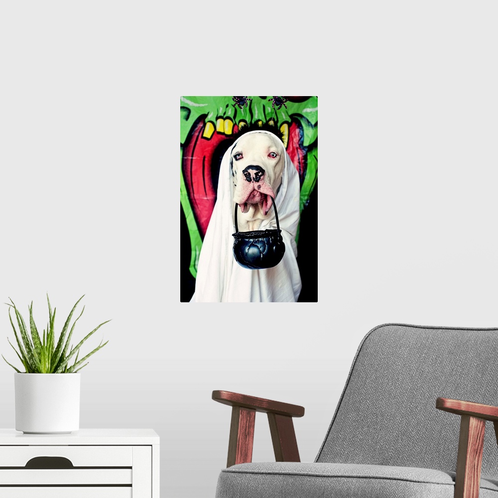 A modern room featuring Halloween. Pet dog. Dressing up. Costume, scary, funny, cute, ghost, ghoulBlack and white Great D...