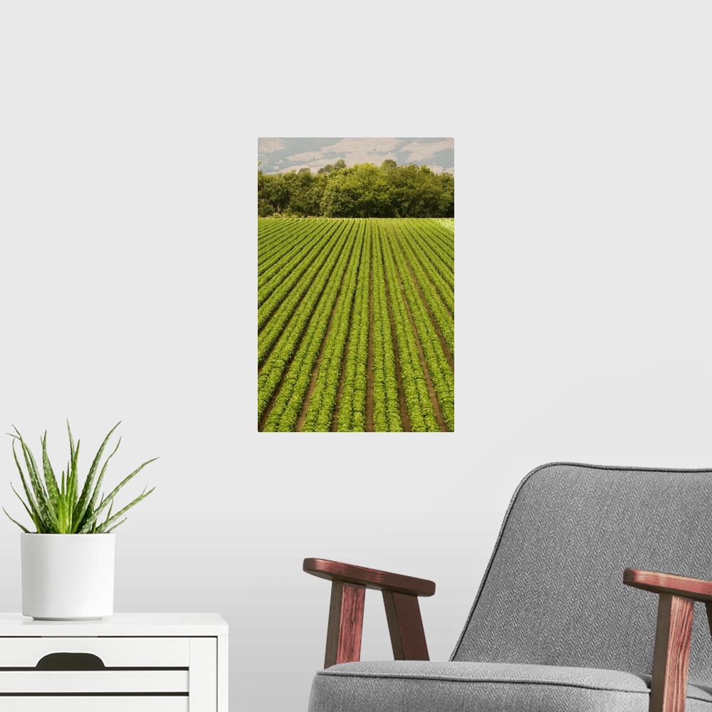 A modern room featuring High angle view of a farm, California, USA