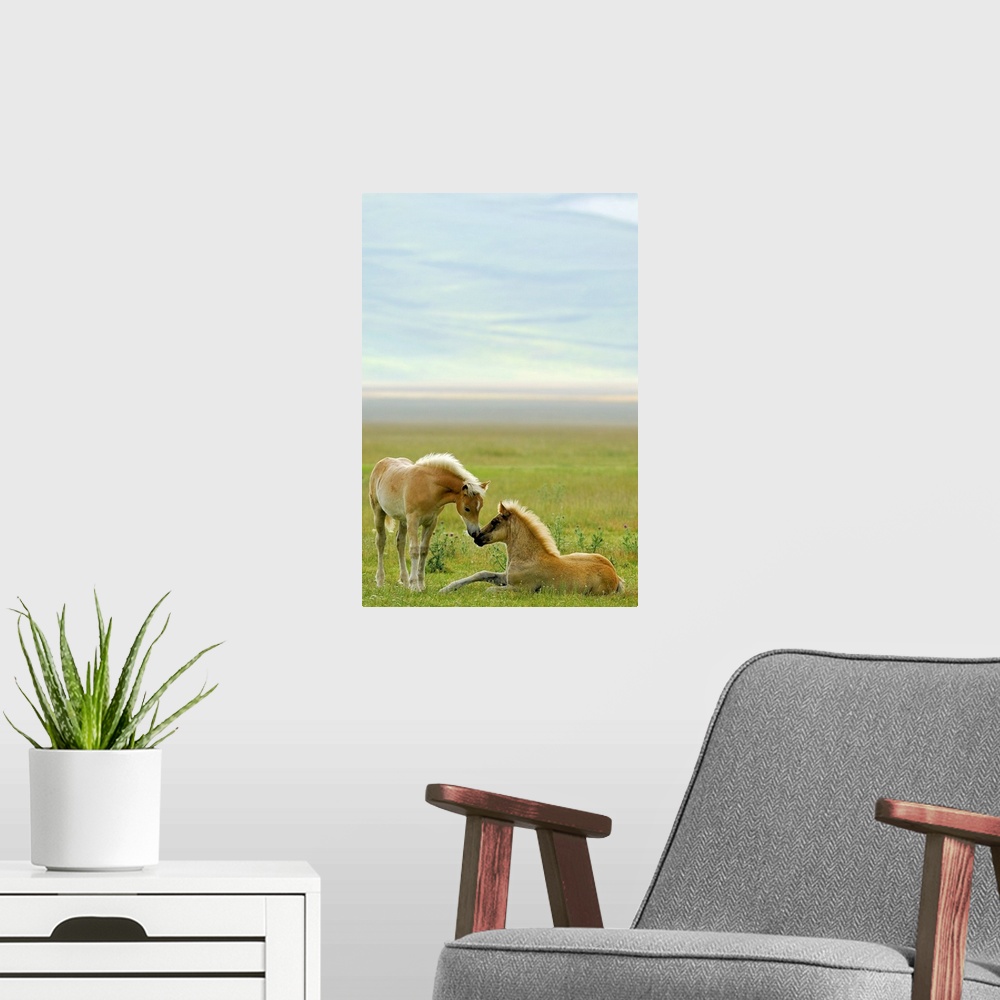 A modern room featuring Horse foals in field.