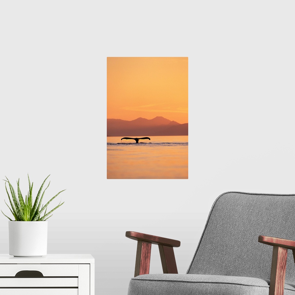 A modern room featuring A humpback whale surfaces at sunset along Frederick Sound near Admiralty Island, Alaska. | Locati...