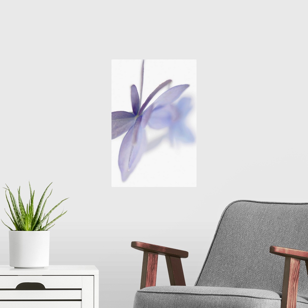 A modern room featuring Hydrangea Flowers