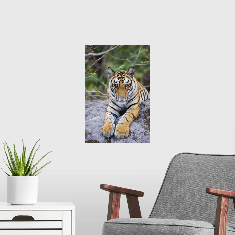 A modern room featuring India, Bandhavgarh National Park, tiger cub lying on rock