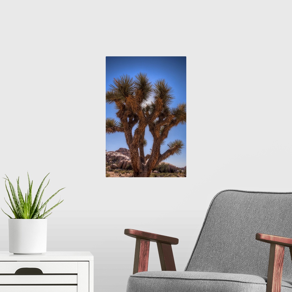 A modern room featuring Joshua tree in desert with blue sky at Barker Dam.