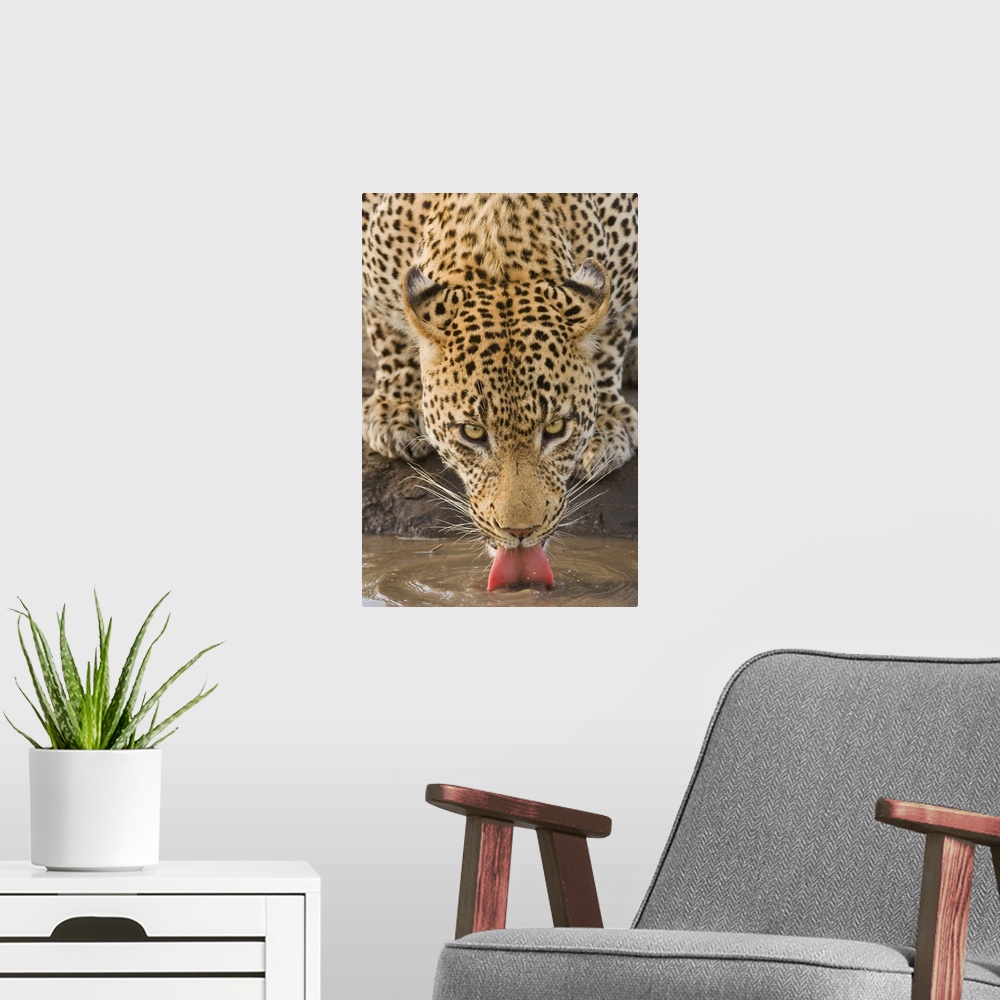 A modern room featuring Leopard drinking, Greater Kruger National Park, South Africa