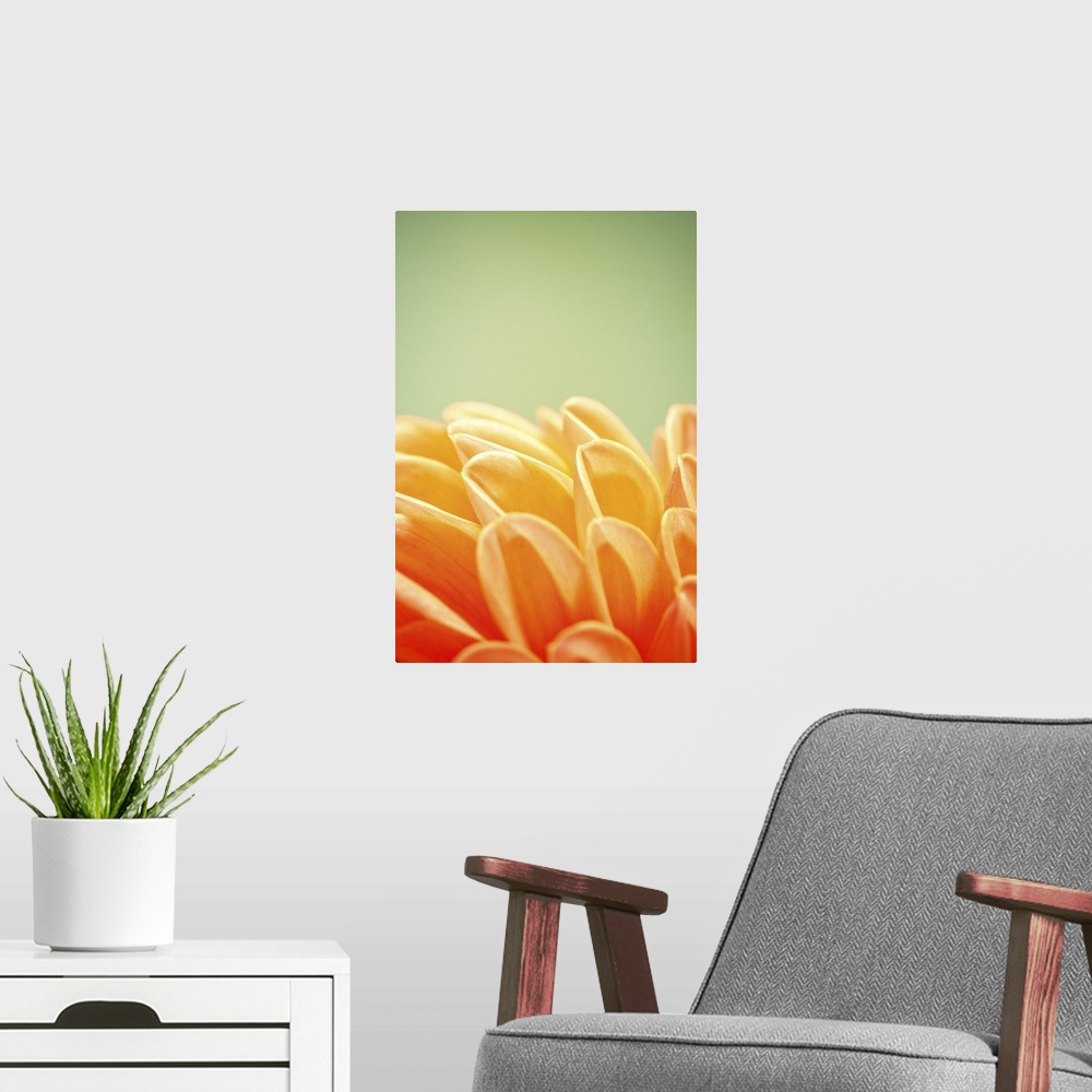 A modern room featuring Macro of orange and yellow flowers details.