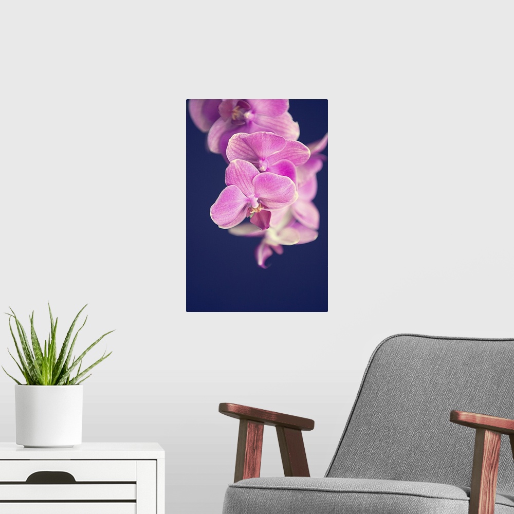 A modern room featuring Magenta pink orchid on black background.
