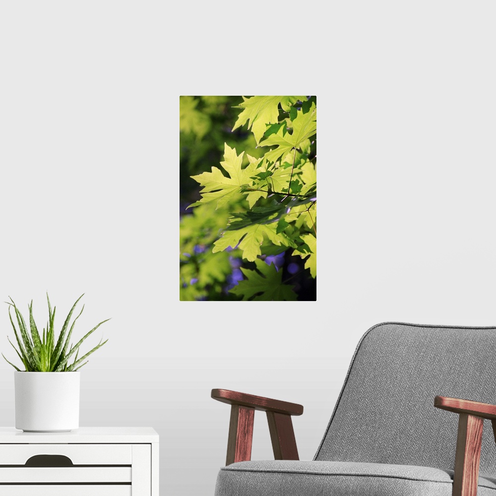 A modern room featuring Maple leaves in spring