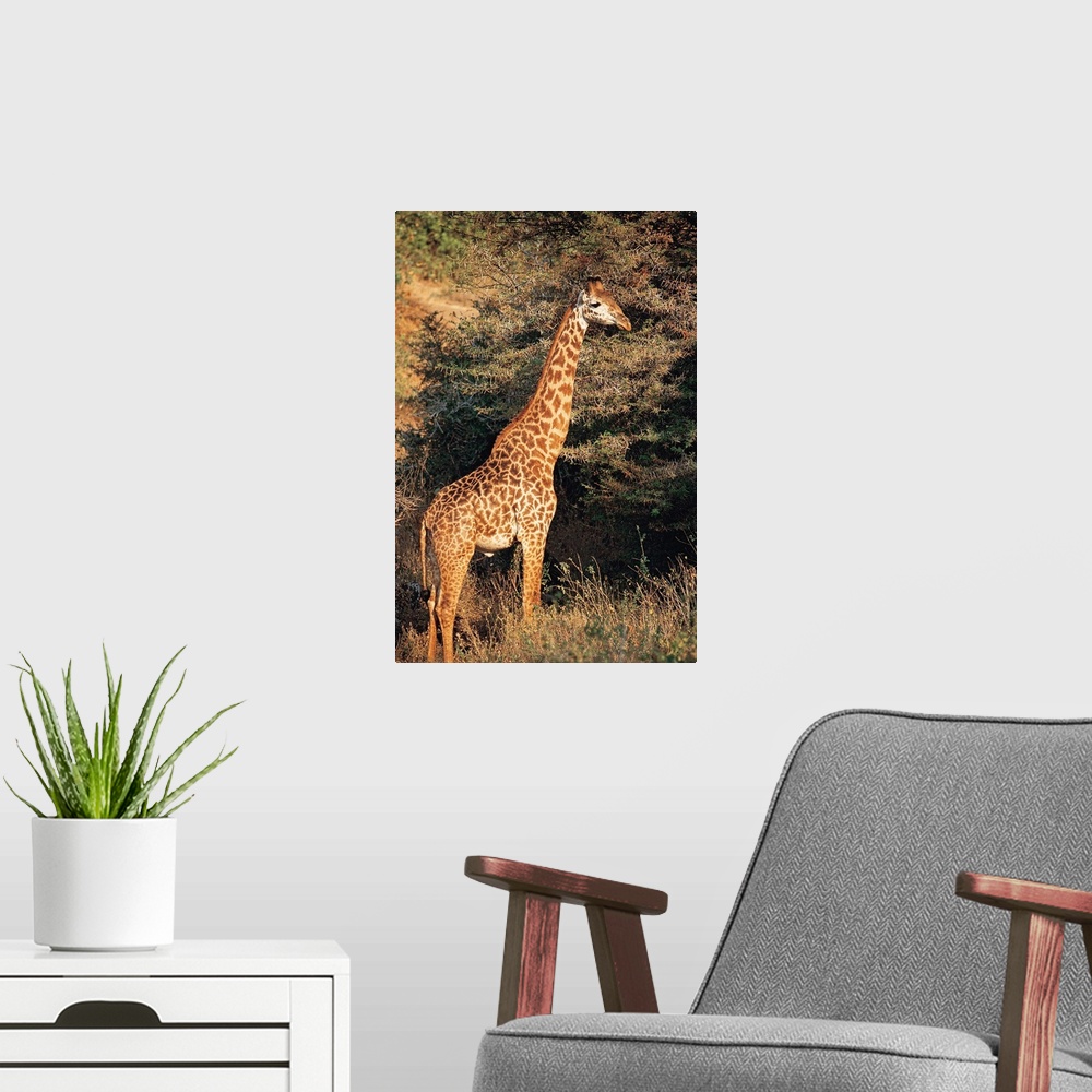 A modern room featuring Masai giraffe , Lake Manyara , Tanzania