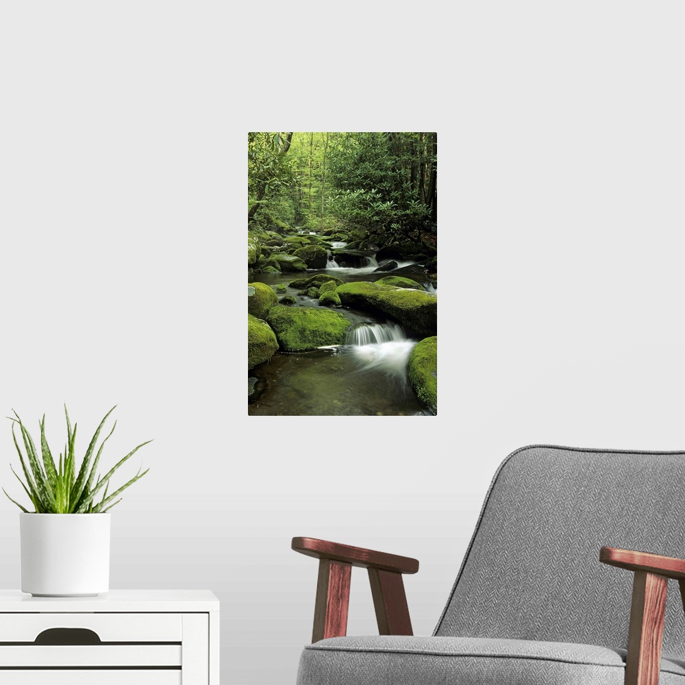A modern room featuring Mountain stream. Great Smoky Mountains National Park. Moss covered boulders and rhododendron. Nea...