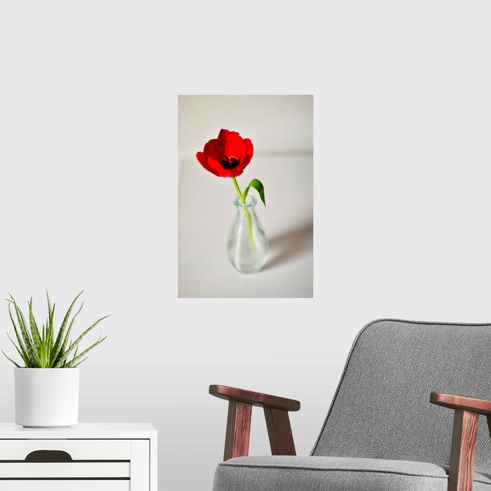 A modern room featuring Open red tulip in small glass vase on white table, Netherlands.