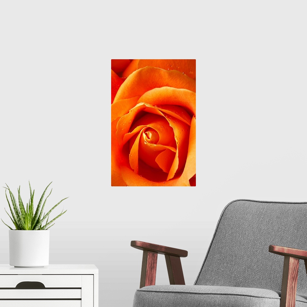 A modern room featuring Orange rose close up with dew