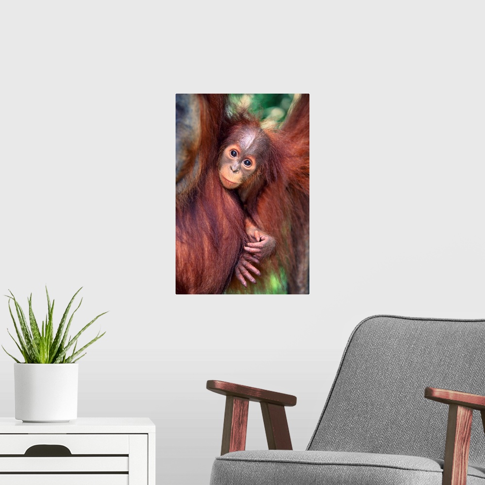 A modern room featuring Orangutan And Baby