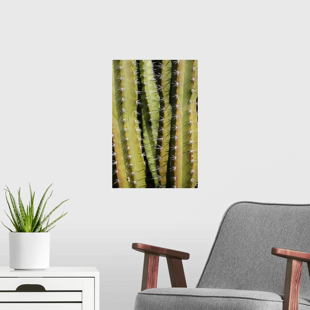 A modern room featuring Full frame texture image of cactus plant, scientific name Cereus peruvianus.  Common name Peruvia...
