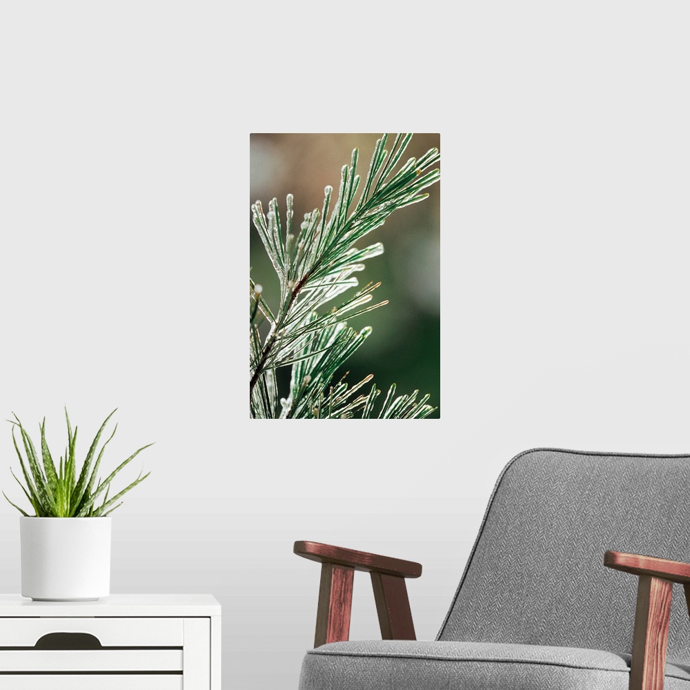 A modern room featuring Pine needles coated in ice