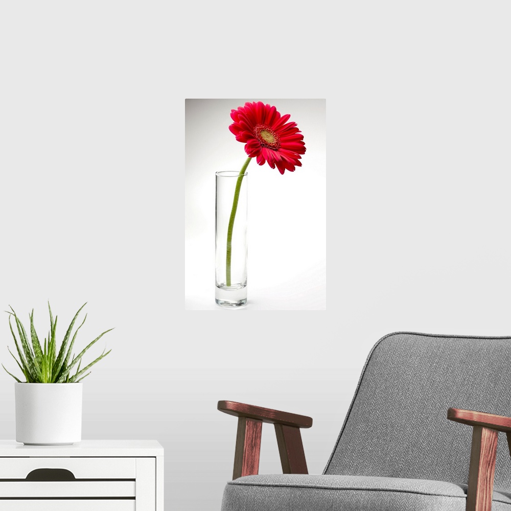 A modern room featuring Pink gerbera daisy in a glass vase.