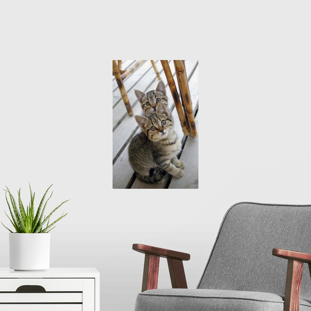 A modern room featuring Two brown striped kittens, almost identical, sitting under a table on a wooden porch.
