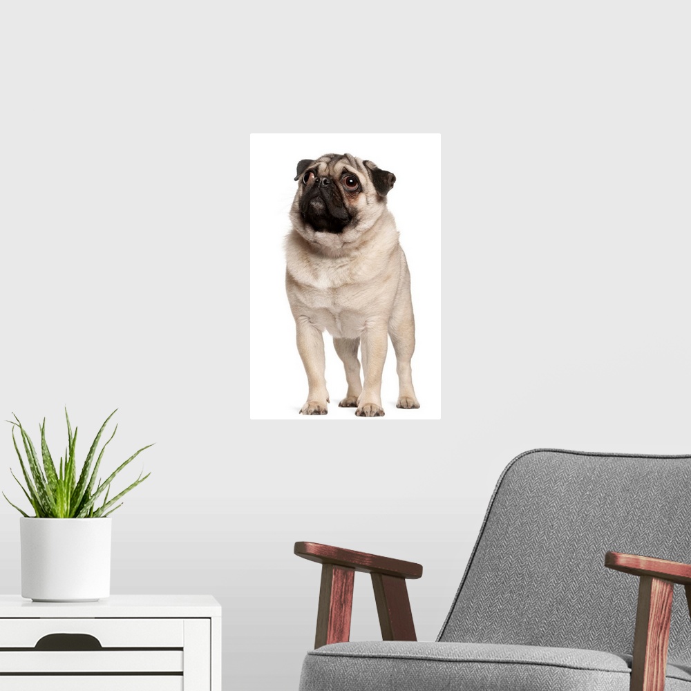 A modern room featuring Pug (13 months old) looking up
