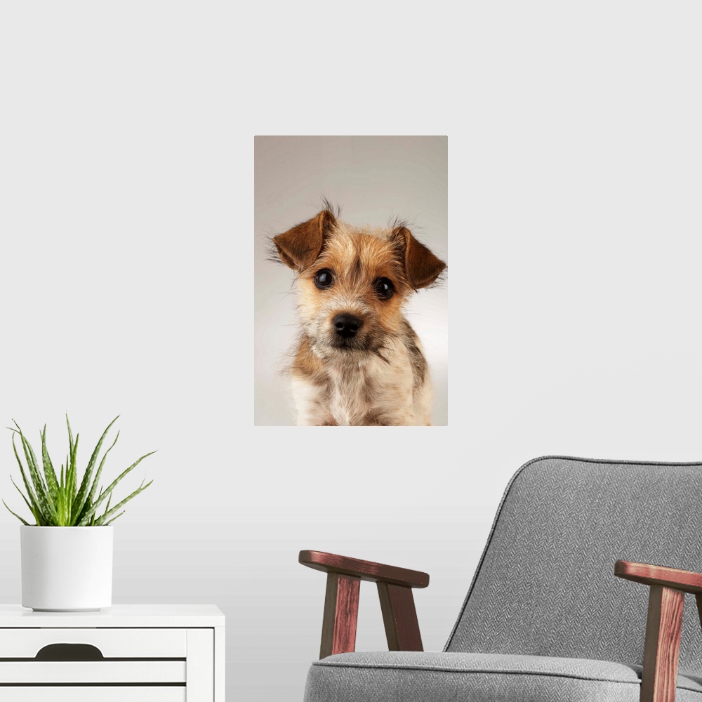 A modern room featuring Puppy (Canis familiaris), close-up