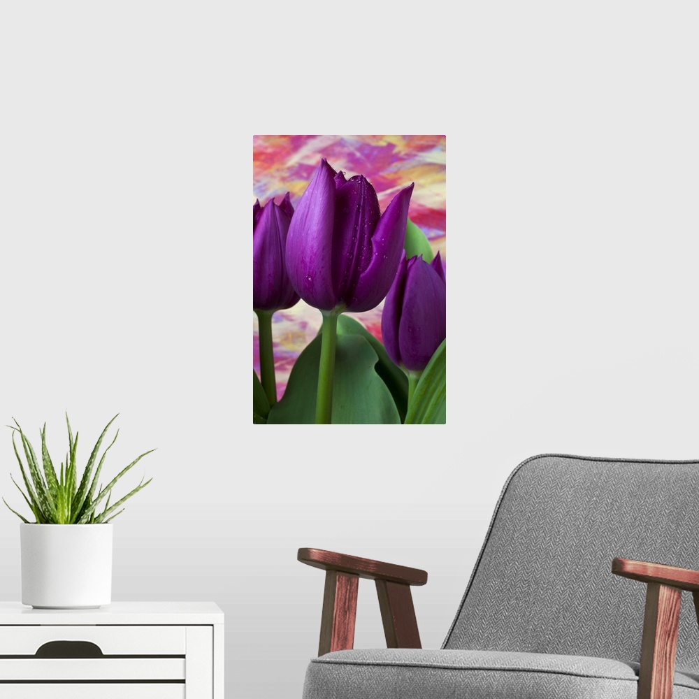 A modern room featuring Purple tulips