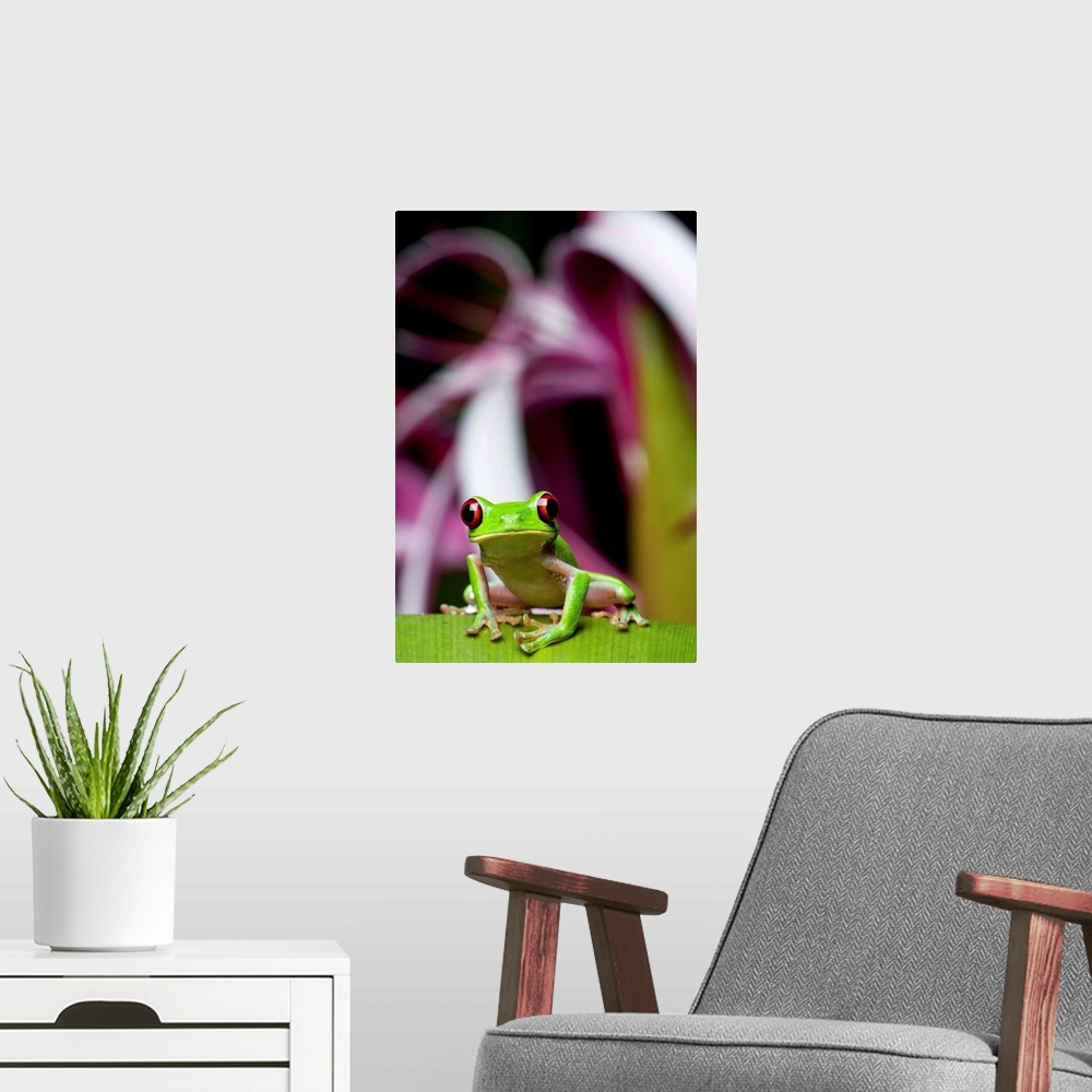 A modern room featuring Costa Rica, Carate, Red-eyed Tree Frog (Agalychnis callidryas) resting on flower leaf in Osa Peni...