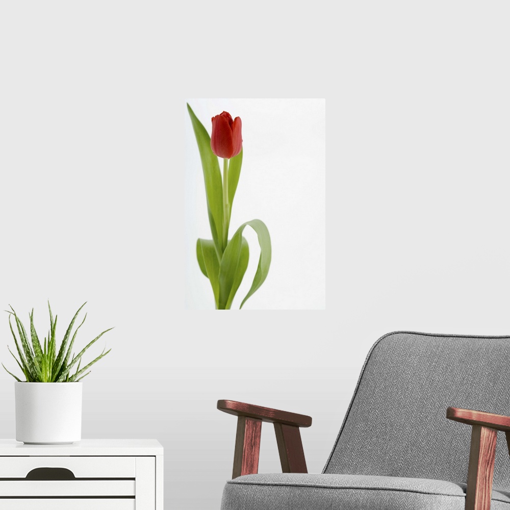 A modern room featuring Red tulip