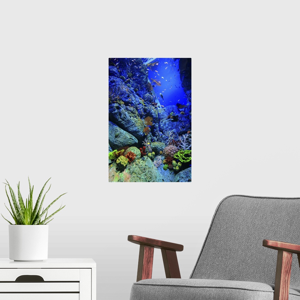 A modern room featuring Reef Scene, Singapore