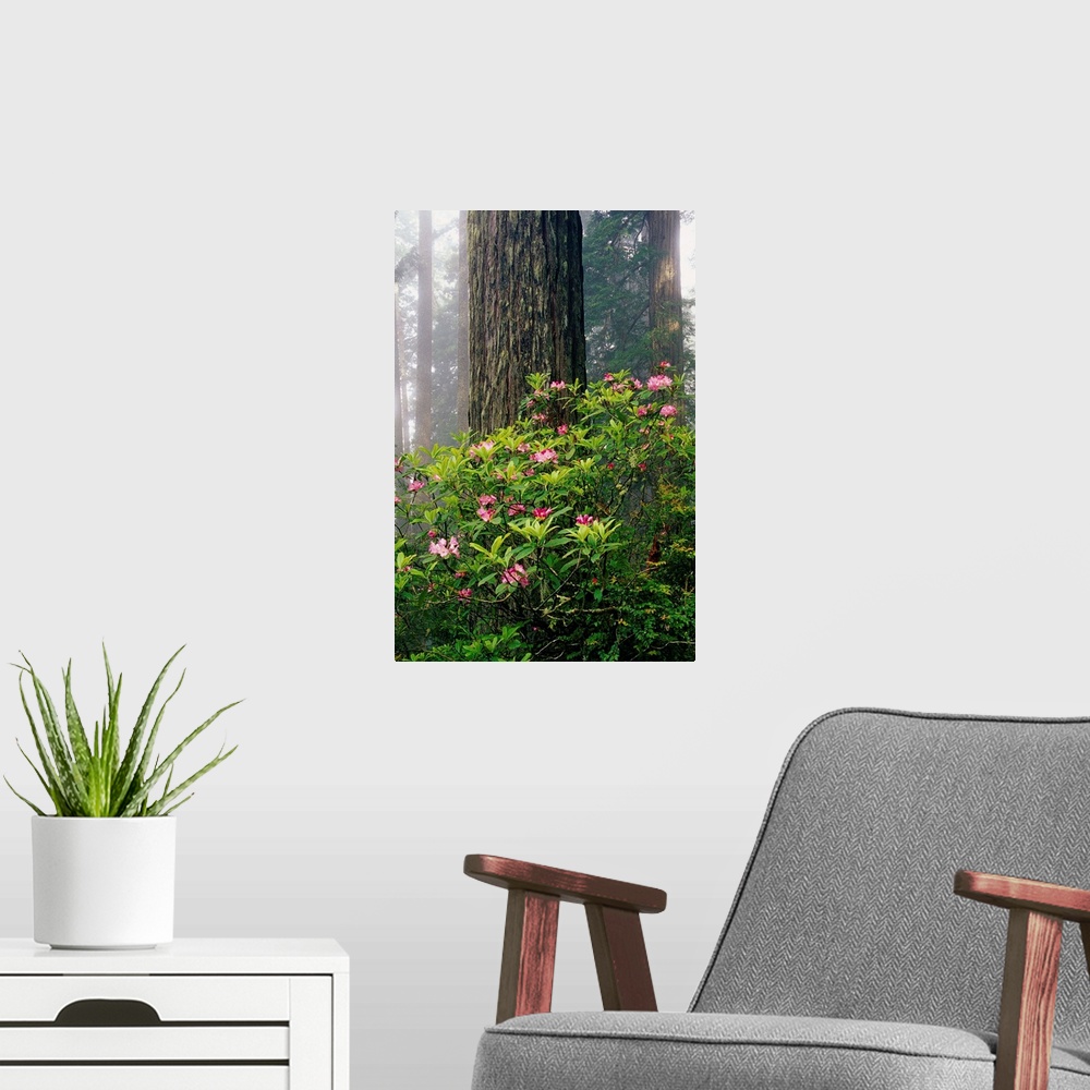 A modern room featuring Rhododendrons And A Redwood