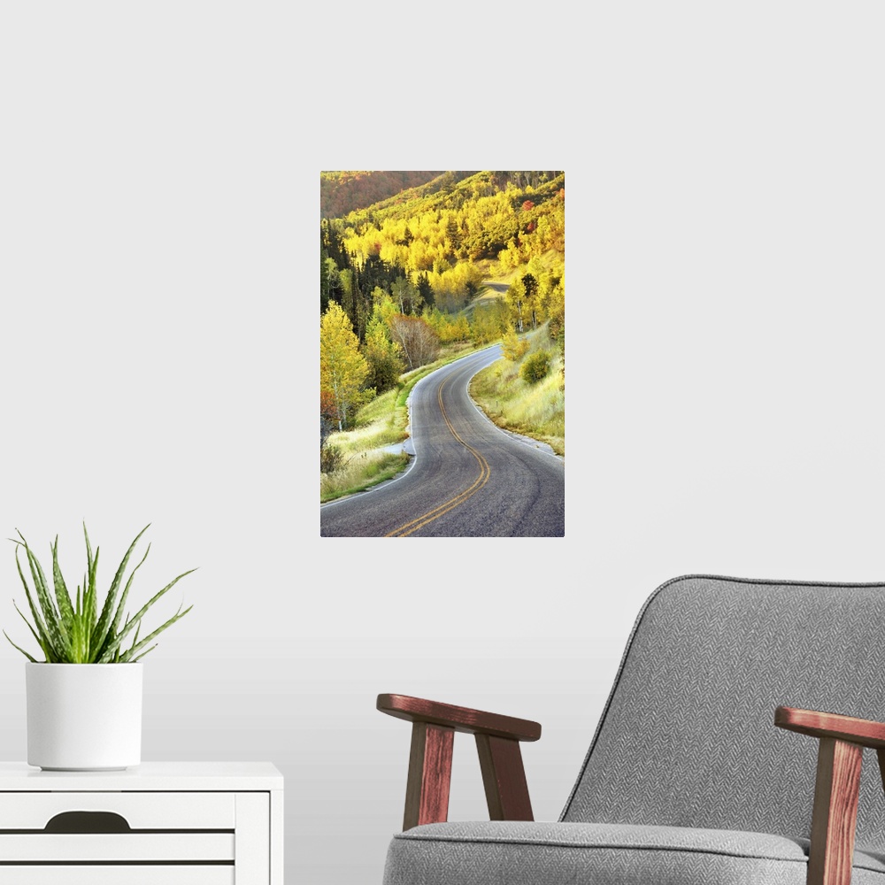 A modern room featuring Road leading to Cascade Springs to Alpine Loop.
