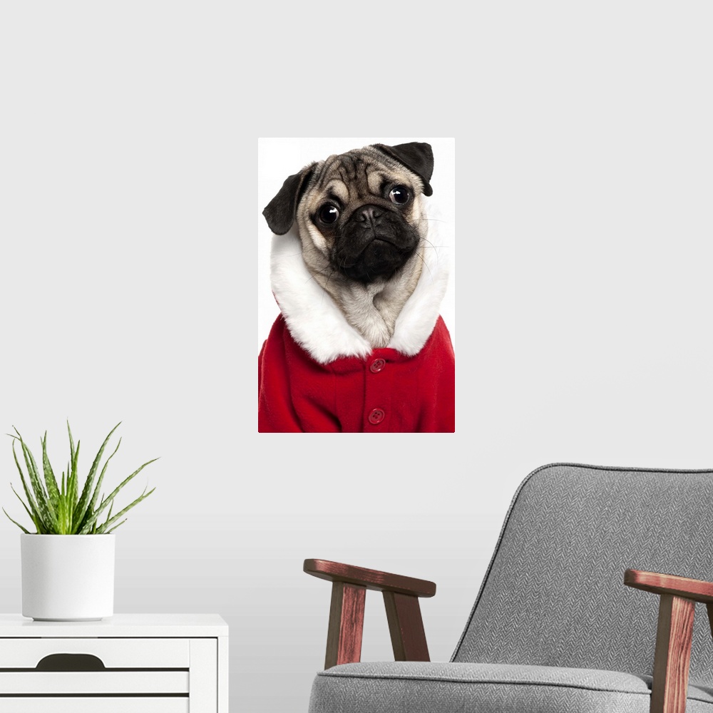 A modern room featuring Pug puppy (6 months old) wearing a Christmas coat