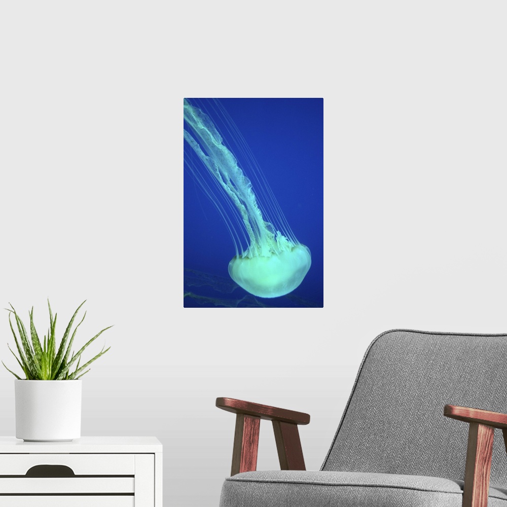 A modern room featuring Sea Nettle Jellyfish