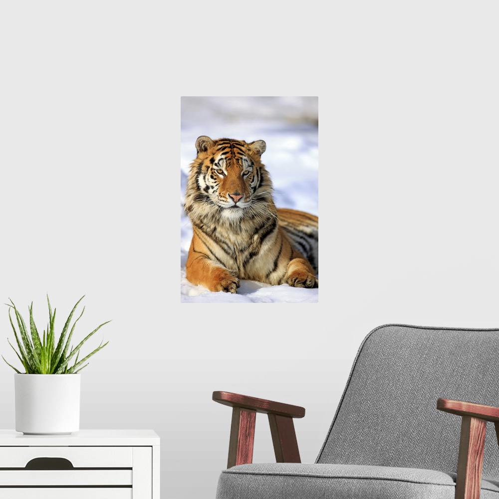 A modern room featuring Siberian Tiger, Panthera tigris altaica, Asia, young male in winter