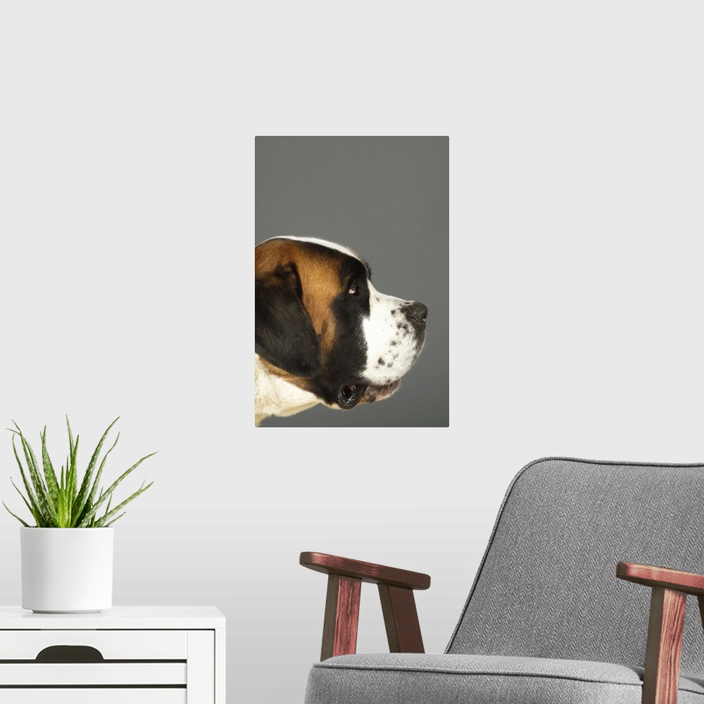 A modern room featuring Side profile of a St. Bernard dog