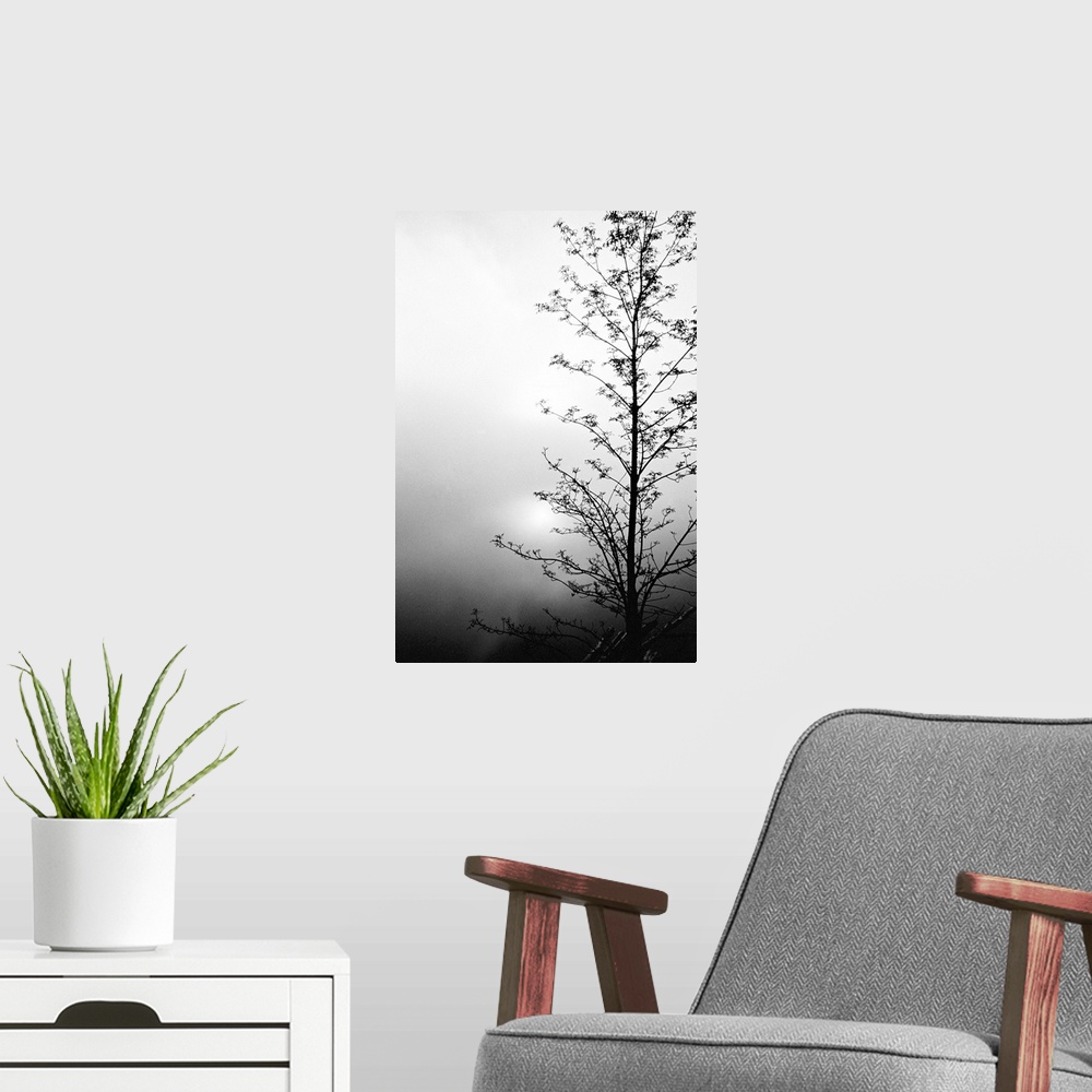 A modern room featuring Silhouette of tree on overcast morning