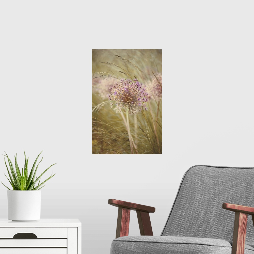 A modern room featuring Single dried flower head of Allium Purple Sensation amongst stipa grasses.