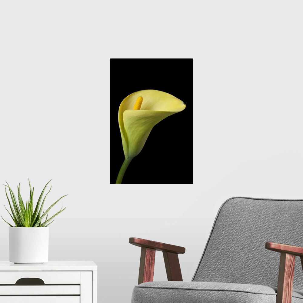 A modern room featuring Single yellow calla lily