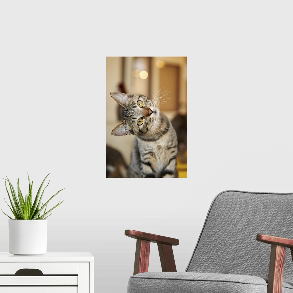 A modern room featuring The kitten which looks puzzled