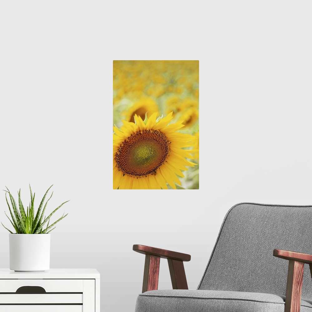 A modern room featuring Sunflower in field, close up, Cingoli.