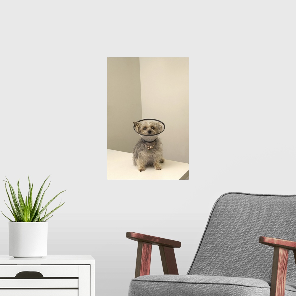 A modern room featuring Terrier dog wearing protective collar, close-up
