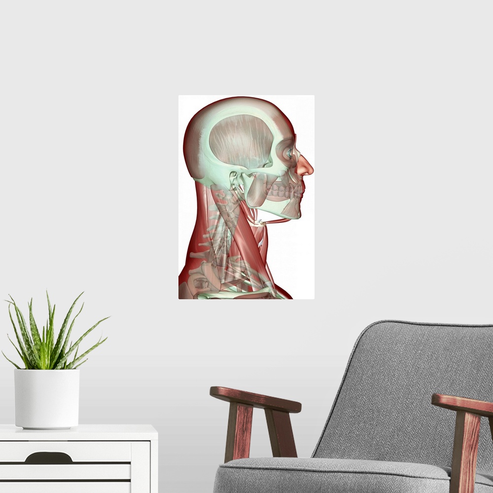 A modern room featuring The musculoskeleton of the head, neck and face
