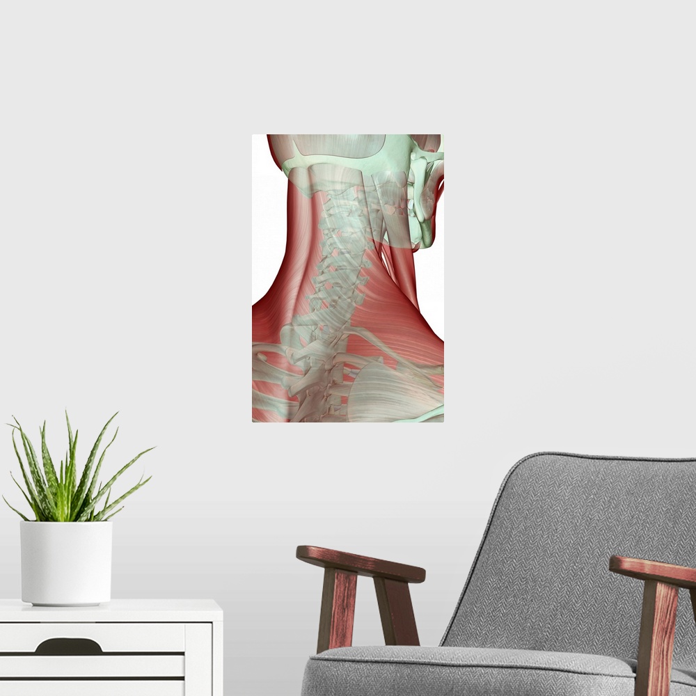 A modern room featuring The musculoskeleton of the neck