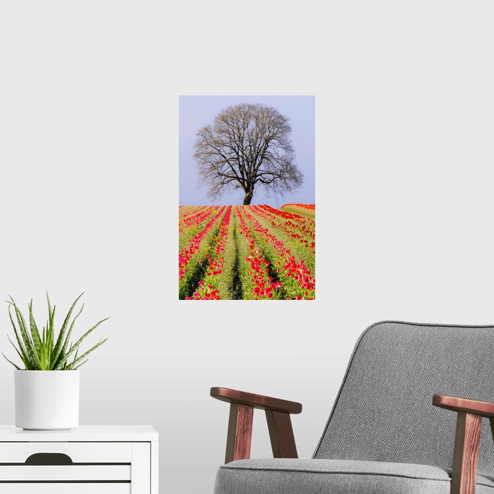 A modern room featuring Tulip fields and a lone oak tree located near Woodburn, Oregon