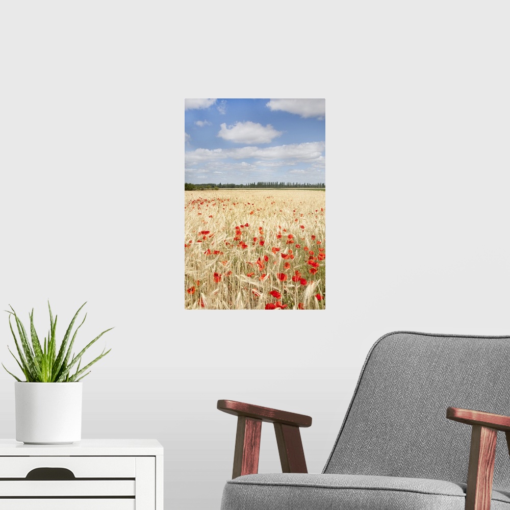 A modern room featuring View of field of poppies.