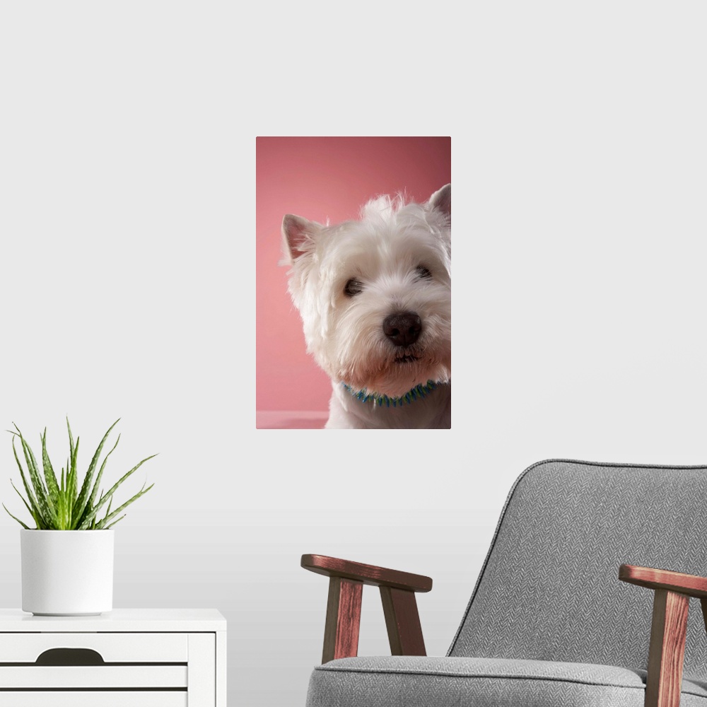 A modern room featuring West Highland Terrier, close-up