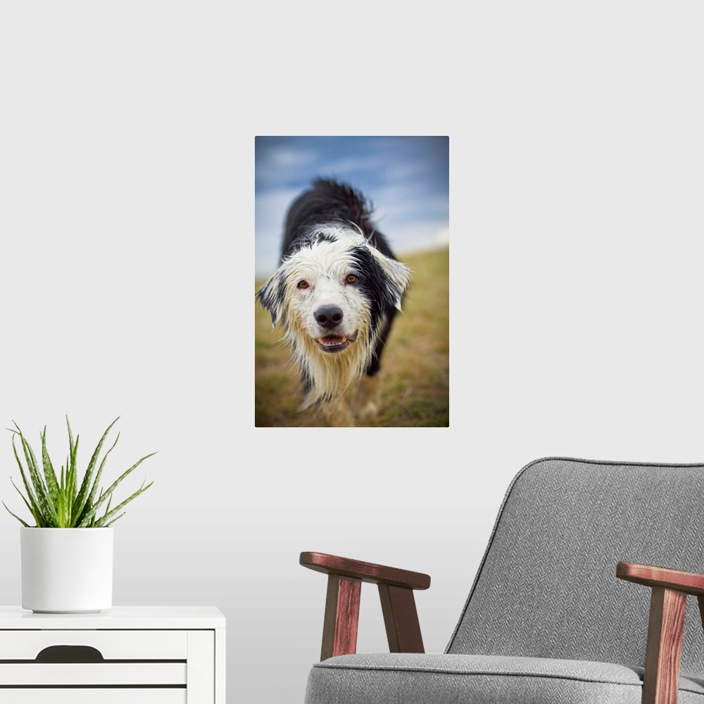 A modern room featuring Border Collie, Dog, Wet Dog, Looking Straight at camera, Shallow depth of field, Dirty, Sky, Stor...